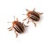 Potato Beetles