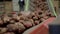potato belt conveyor sorts potatoes and transfers them. Production of root raw vegetables, sorting stage before shipment