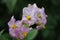 The Potato bloom macro photo. Green background. Purple petals.