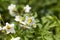 potato blooming during growth