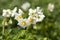 potato blooming during growth