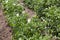 potato blooming during growth