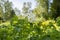 Potato blooming with white flowers in the yard, Raseborg, Finland