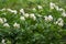 Potato Blossom. Bushes of potatoes with white flowers_