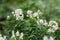 Potato Blossom. Bushes of potatoes with white flowers on a bed_