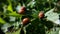 Potato bug destroying the crop. leptinotarsa decemlineata insects eating the leaves of plants