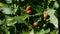 Potato bug destroying the crop. leptinotarsa decemlineata insects eating the leaves of plants