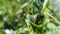 Potato bug destroying the crop. leptinotarsa decemlineata insects eating the leaves of plants