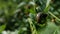 Potato bug destroying the crop. leptinotarsa decemlineata insects eating the leaves of plants