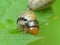 Potato Bug Larva 2