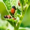 Potato bug larva eating potatoes leaves