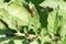 Potato bug larva in potatoes leaves