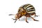 Potato bug (leptinotarsa decemlineata)