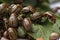 Potato bugs on foliage of potato in nature, natural background, close view.Colorado beetle eats a potato leaves young.Colorado