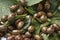 Potato bugs on foliage of potato in nature, natural background, close view.Colorado beetle eats a potato leaves young.Many