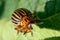 Potato bugs on foliage of potato in nature, natural background, macro image