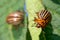 Potato bugs on foliage of potato in nature, natural background, macro image