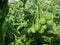 Potato bush with false fruits