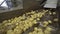 Potato Chip Production Plant Line special mechanized potato sorting process at the farm potatoes are unload onto a conveyor belt