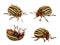 Potato Colorado Beetle isolated without shadow