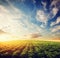 Potato crop field at sunset. Agriculture, cultivated area, farm