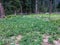 Potato crop fields in Bluewater kalam swat