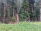 Potato crop fields in Bluewater kalam swat valley Paksitan