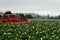 Potato crop in flower during summer