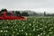 Potato crop in flower during summer