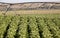 Potato Crop Row