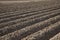 Potato cultivation newly planted in the freshly cultivated farmland