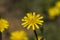 Potato Dandelion - Krigia dandelion