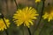 Potato Dandelion - Krigia dandelion