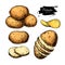 Potato drawing set. Vector Isolated potatoes heap, sliced