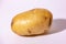 The potato is an edible tuber obtained from the plants of the species Solanum tuberosum, widely used for food purposes after cook