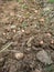 Potato excavating in a village