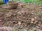 Potato excavating in a village