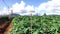 Potato farm at Don Duong district, Da Lat city, Lam province, Vietnam