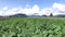 Potato farm at Don Duong district, Da Lat city, Lam province, Vietnam