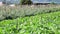 Potato farm at Don Duong district, Da Lat city, Lam province, Vietnam