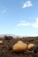 Potato farm in the field