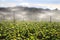 Potato farm using sprinkler irrigation in summer