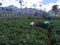 potato farmers tending to their potato plants in the morning under the slopes of the mountains, East Java Indonesia May 4, 2023