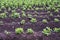 Potato farming in Cusco, Peru