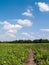 Potato field.