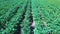 Potato field aerial view. Rows of potatoes in a field aerial dron shoot.