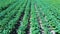 Potato field aerial view. Rows of potatoes in a field aerial dron shoot.