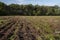 Potato field in autumn