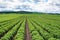 Potato field in a beautiful rolling rural landscape on a partly cloudy spring day