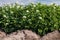 Potato Field in bloom